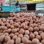 Harga Telur