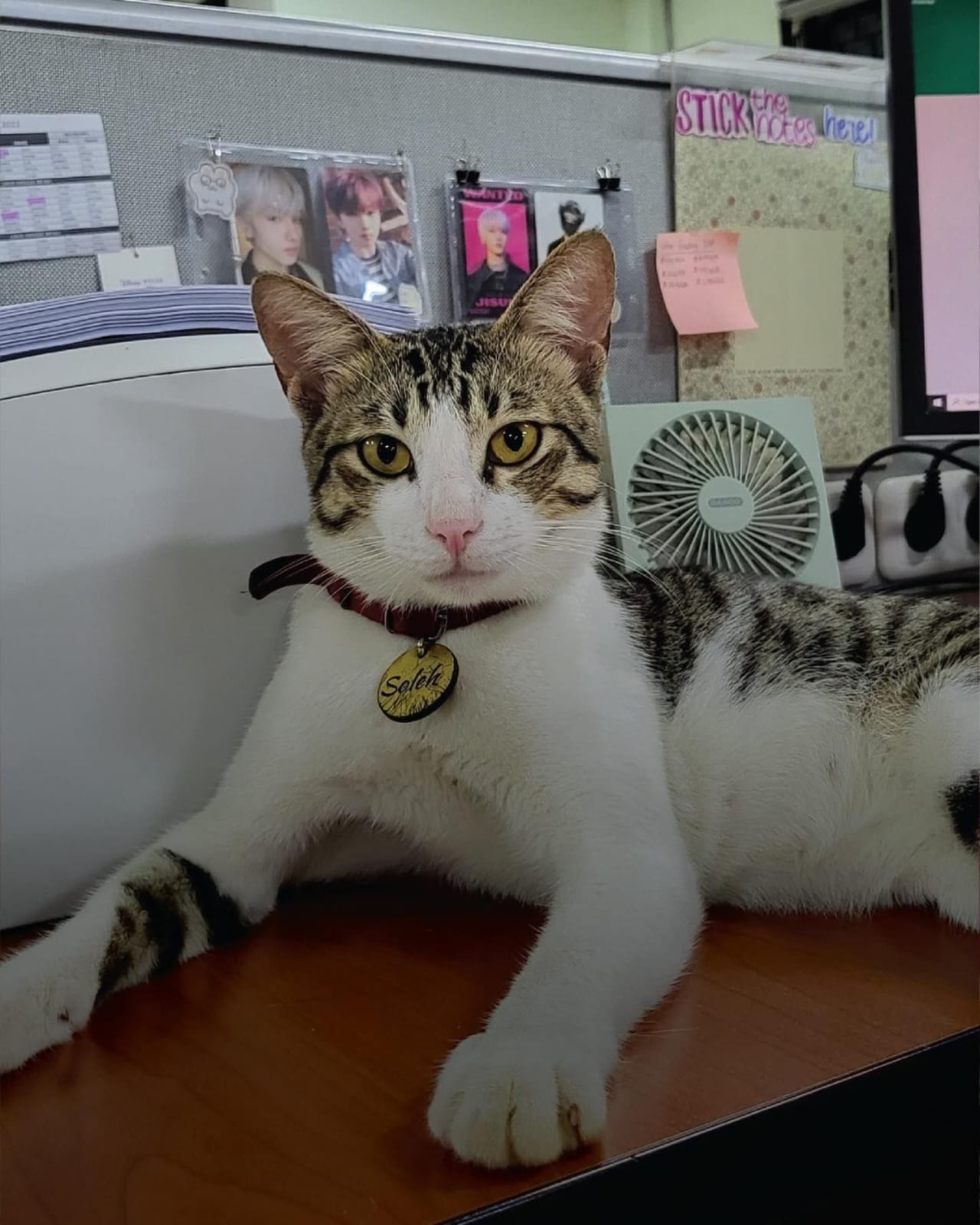 SOLEH KUCING PAJAK SERPONG