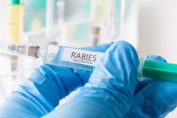 bahaya rabies dan cara mengatasinya