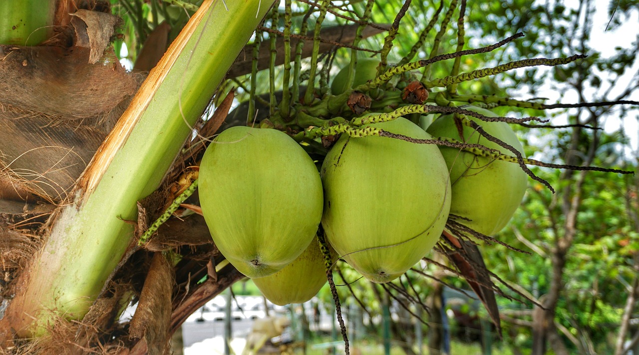 manfaat air kelapa bagi tubuh