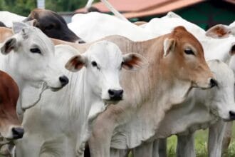 Hewan kurban memiliki berbagai syarat supaya bisa dikurbankan.