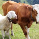 Sapi dan kambing merupakan dua hewan ternak yang bisa dijadikan kurban.
