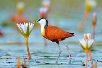 Jacana, burung tropis yang bisa menggendong anaknya.