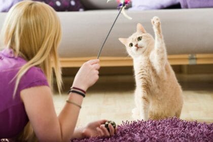 Merawat kucing banyak dilakukan manusia di berbagai belahan dunia.