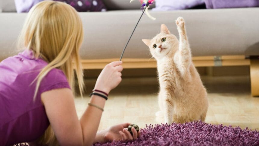 Merawat kucing banyak dilakukan manusia di berbagai belahan dunia.
