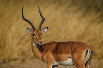 Antelop terlihat seperti rusa memiliki tanduk tinggi menjulang.