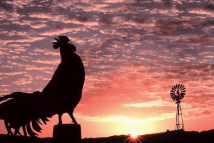 Ayam berkokok di pagi hari,.
