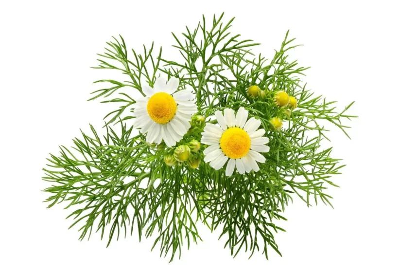 Chamomile memiliki beragam manfaat untuk kesehatan.