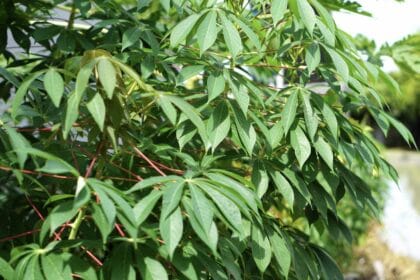 Daun singkong memiliki banyak manfaat.