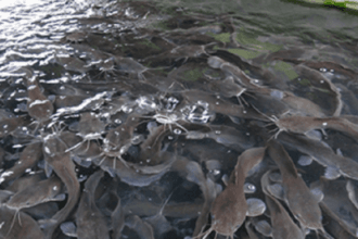 Jika mengonsumsi kotoran, lele termasuk hewan jalalah dan haram dimakan.