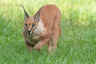 Kucing Karakal dengan telinga runcing.