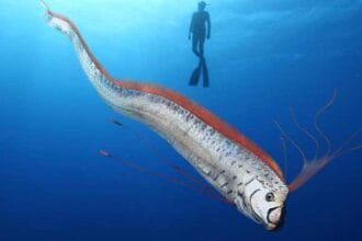Kemunculan Oarfish ke permukaan dianggap sebagai tanda bahaya.