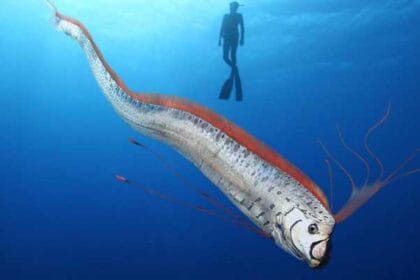 Kemunculan Oarfish ke permukaan dianggap sebagai tanda bahaya.
