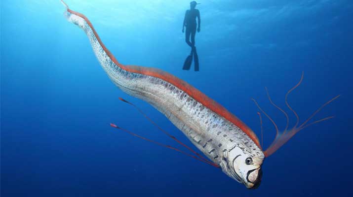Kemunculan Oarfish ke permukaan dianggap sebagai tanda bahaya.