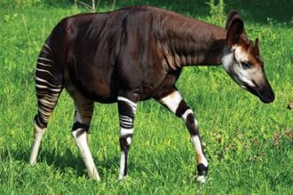 Okapi, hewan kaki empat serupa zebra.