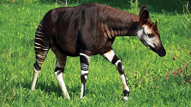 Okapi, hewan kaki empat serupa zebra.