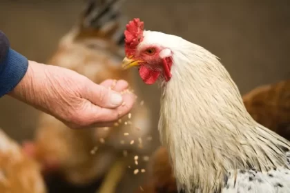 Bangun kesiangan rezeki dipatok ayam, mitos atau fakta?