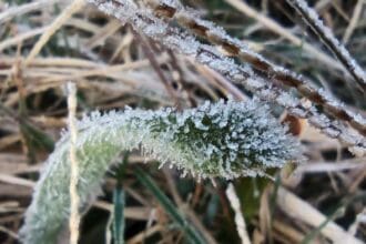 Embun es terjadi di Gunung Gede Pangrango.