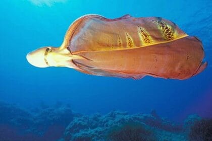 Gurita Selendang kemunculannya dikaitkan dengan mitos.