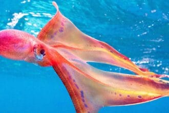 Gurita selendang atau octopus blanket terlihat baru-baru ini di Indonesia.