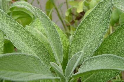 Saege merupakan tanaman yang bermanfaat bagi kesehatan.