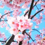 Sakura merupakan bunga khas Jepang.