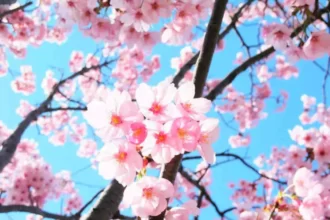 Sakura merupakan bunga khas Jepang.