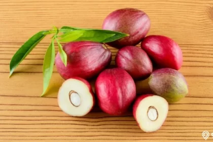 Buah simalakama yang dikenal dalam pepatah.