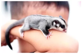 Sugar glider, hewan menggemaskan sebesar telapak tangan.