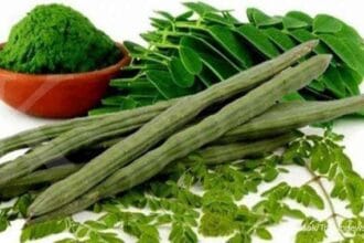 manfaat daun kelor bagi nutrisi dalam tubuh