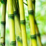 Bambu memiliki banyak manfaat.
