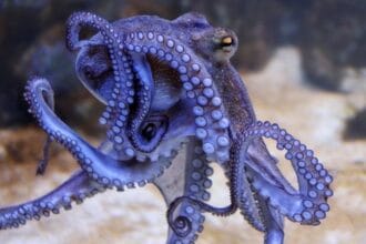 Gurita memiliki banyak spesies.