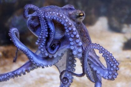 Gurita memiliki banyak spesies.