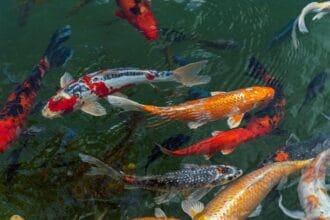 Beberapa ikan hias dimakan tapi sayang karena harganya mahal.