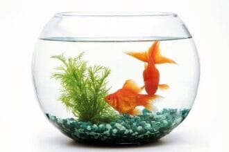 Ikan Mas Koki, populer dan banyak dipelihara sebagai ikan hias.