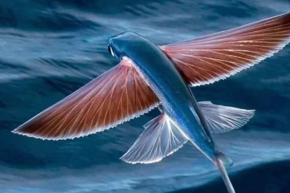 Ikan terbang yang menjadi logo Indosiar.