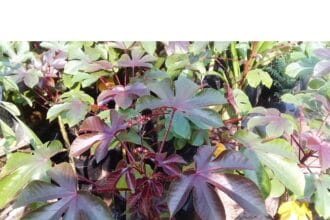 Jarak merah memiliki beragam khasiat.