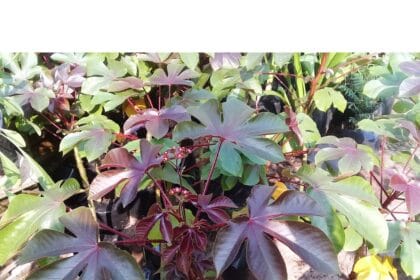 Jarak merah memiliki beragam khasiat.