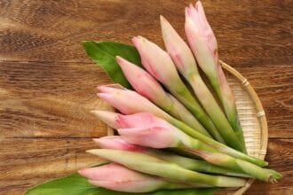 Memiliki banyk nama, kecombrang memiliki banyak manfaat.