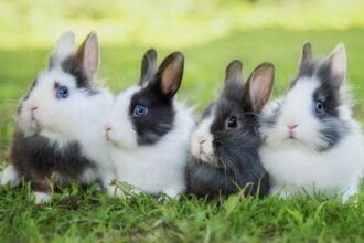 Kelinci hewan peliharaan yang menggemaskan.