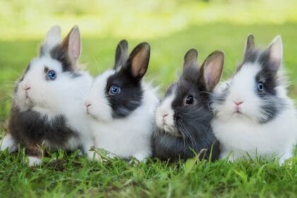 Kelinci hewan peliharaan yang menggemaskan.