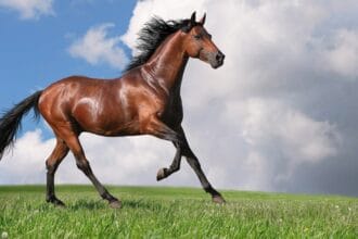 Kuda si hewan peliharaan yang memiliki nilai ekonomis dan historis.