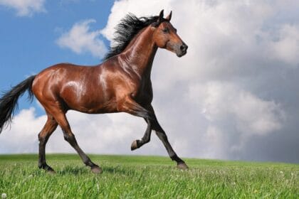 Kuda si hewan peliharaan yang memiliki nilai ekonomis dan historis.