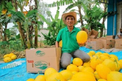 Melon Golden Kinanti.