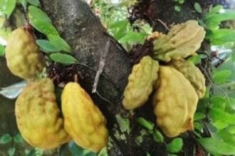 Namnam, si buah langka dari Asia Tenggara.