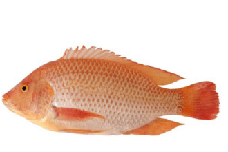 Ikan nila memiliki banyakvarian.