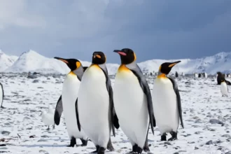 Penguin adalah burung kutub yang tak bisa terbang.