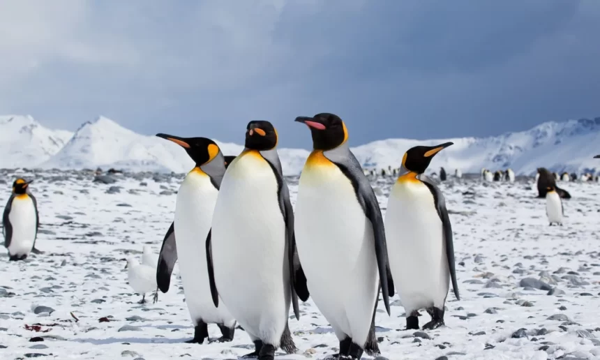 Penguin adalah burung kutub yang tak bisa terbang.