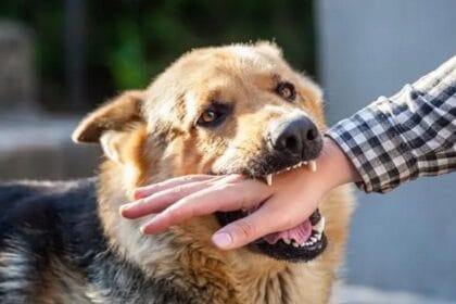 Penyakit rabies ditularkan dari hewan ke manusia.