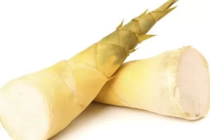 Rebung si anak bambu yang memiliki banyak manfaatnya.